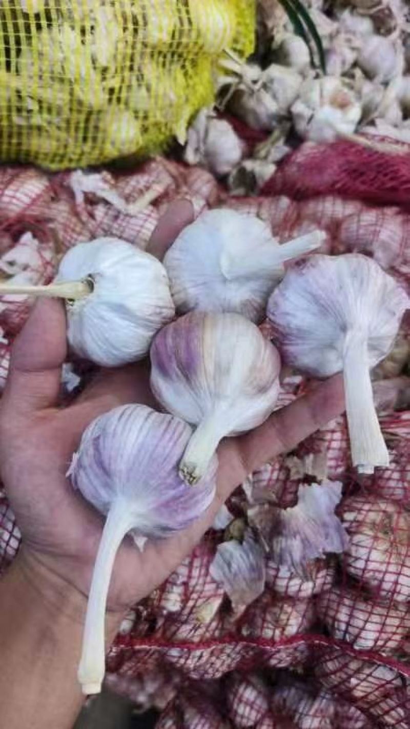 山东紫皮大蒜，白皮大蒜大量供应。产地一手货源。价格美丽