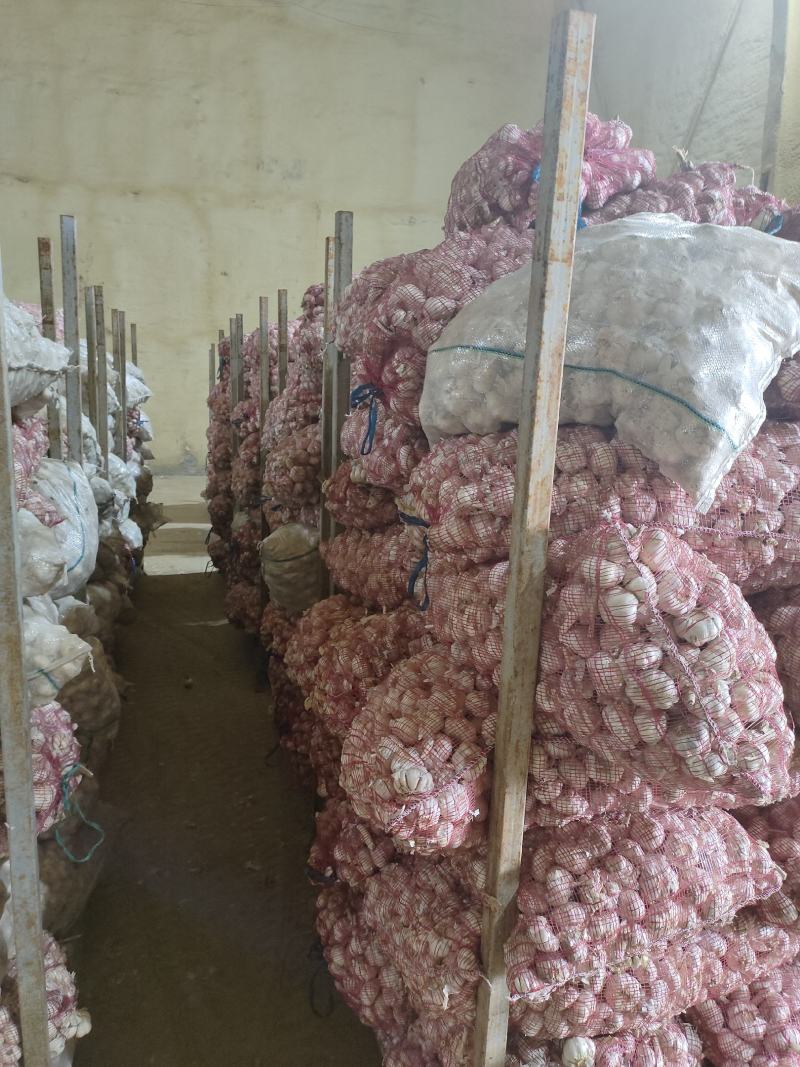 山东紫皮大蒜，白皮大蒜大量供应。产地一手货源。价格美丽
