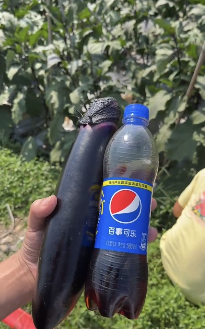 烧烤茄峨眉春烧烤茄，墨茄