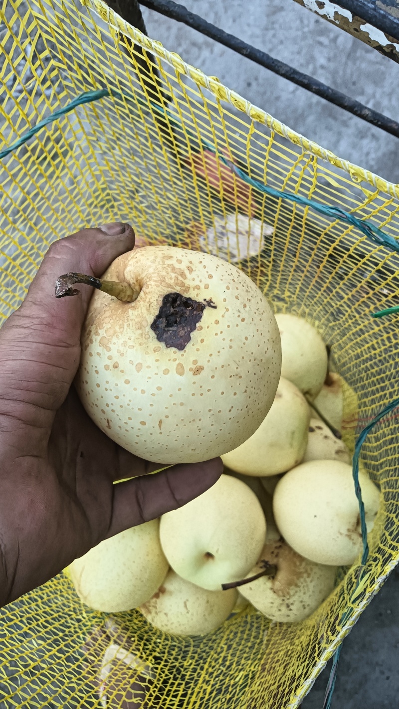 寻求收购小水病鸭梨的老板！可以实地考察