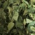 布渣叶无硫新货产地一手货源现货24小时内发货