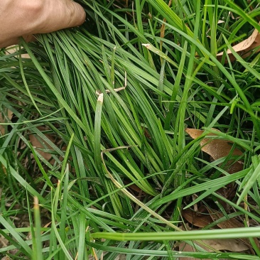 细叶麦冬草产地直批，质量好，量大从优，欢迎来电祥询