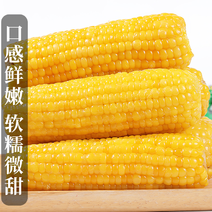 玉米真空黄糯玉米厂家直供质量稳定多规格可