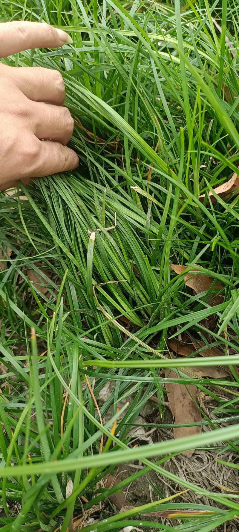 细叶麦冬草产地直批，质量好，量大从优，欢迎来电祥询