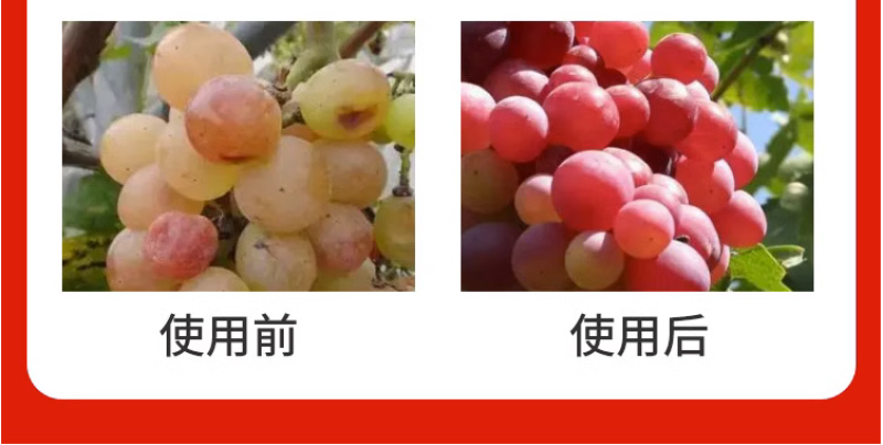 红翻天草莓葡萄番茄樱桃辣椒增红上色催红着色膨果防裂