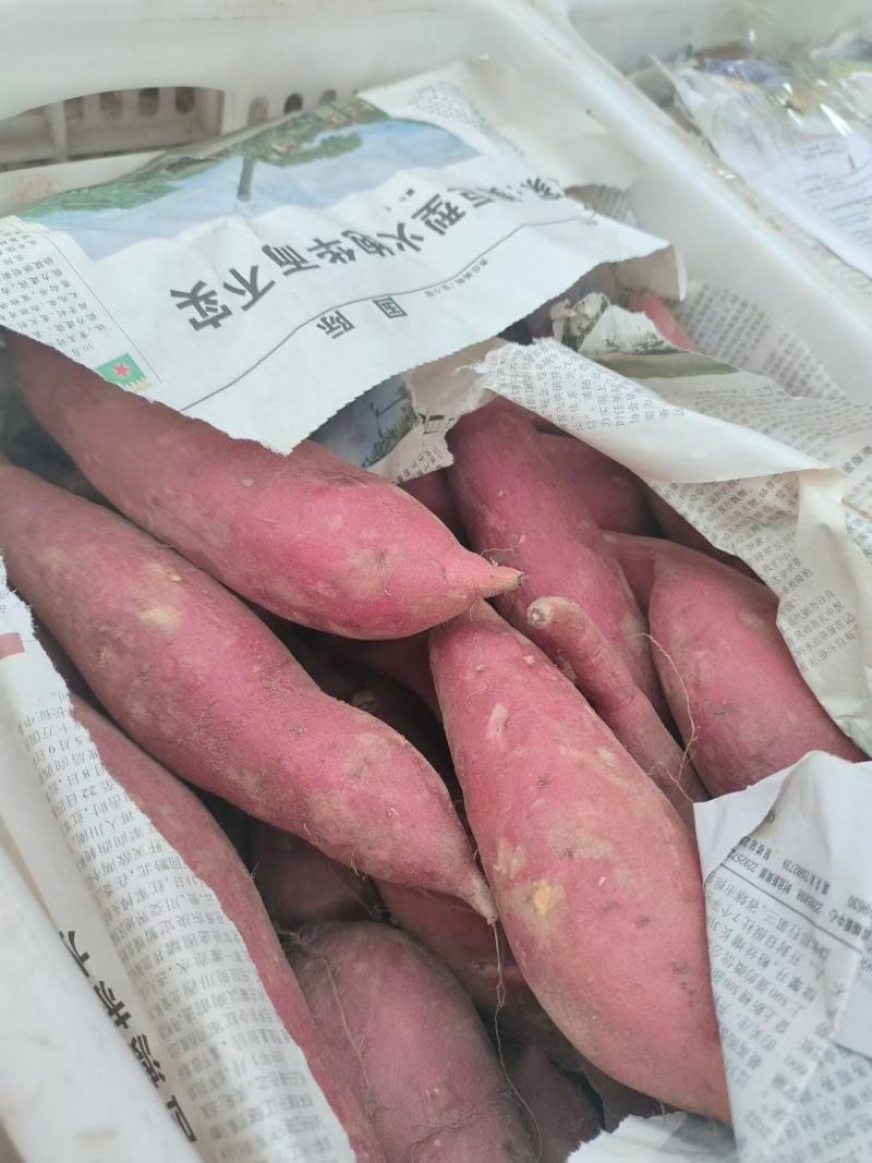 西瓜红红薯龙九红薯红皮黄心六鳌蜜薯产地代发
