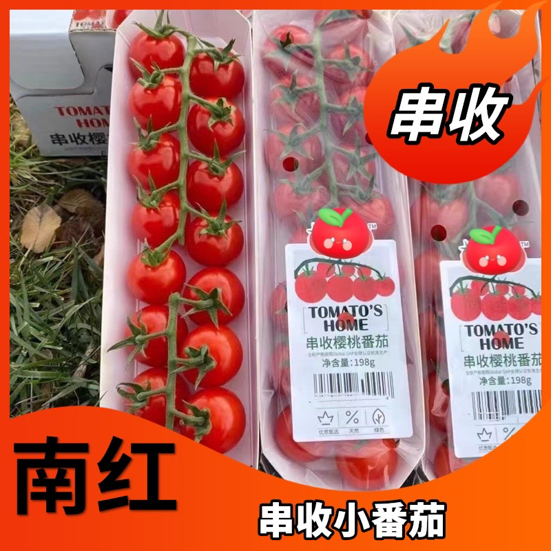串收小番茄苗红色圣女果苗瀑布高糖度抗病毒圆形红果小番茄苗