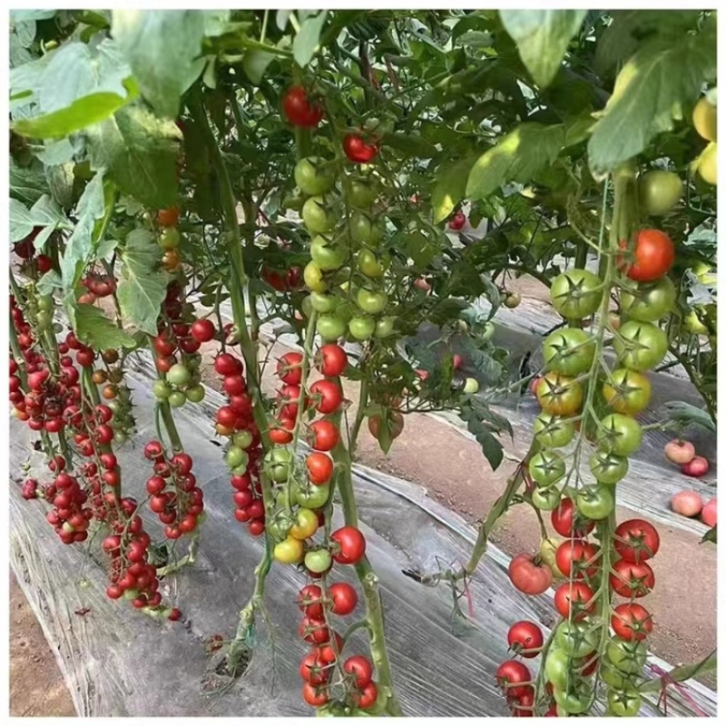 串收小番茄苗红色圣女果苗瀑布高糖度抗病毒圆形红果小番茄苗