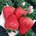 优质脱毒隋珠(香野草莓苗，根系发达品种保证保湿邮寄