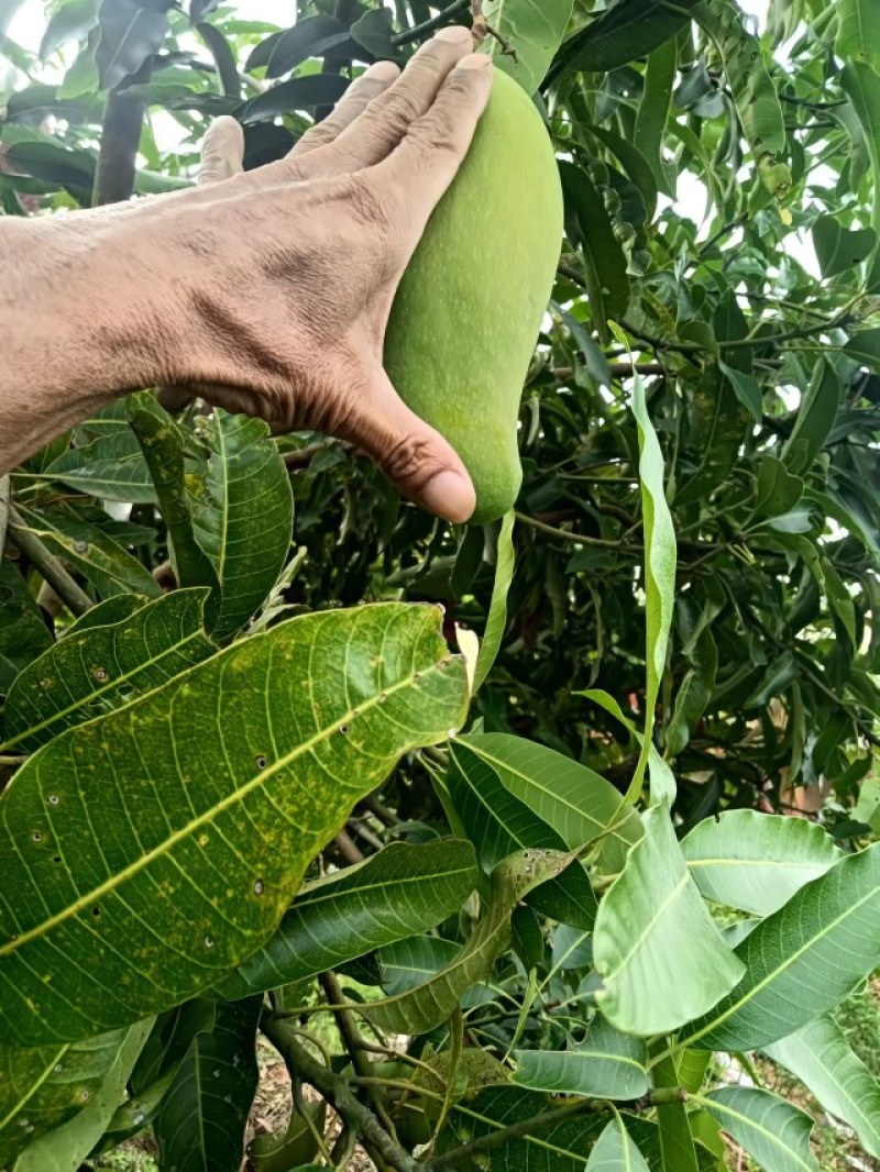 澜沧晚熟芒