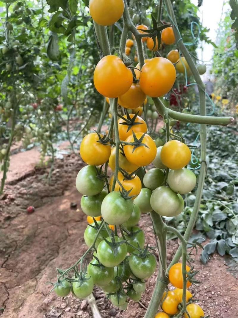 黄色圣女果苗圆球型小西红柿苗超甜产量高抗病性强适合采摘园