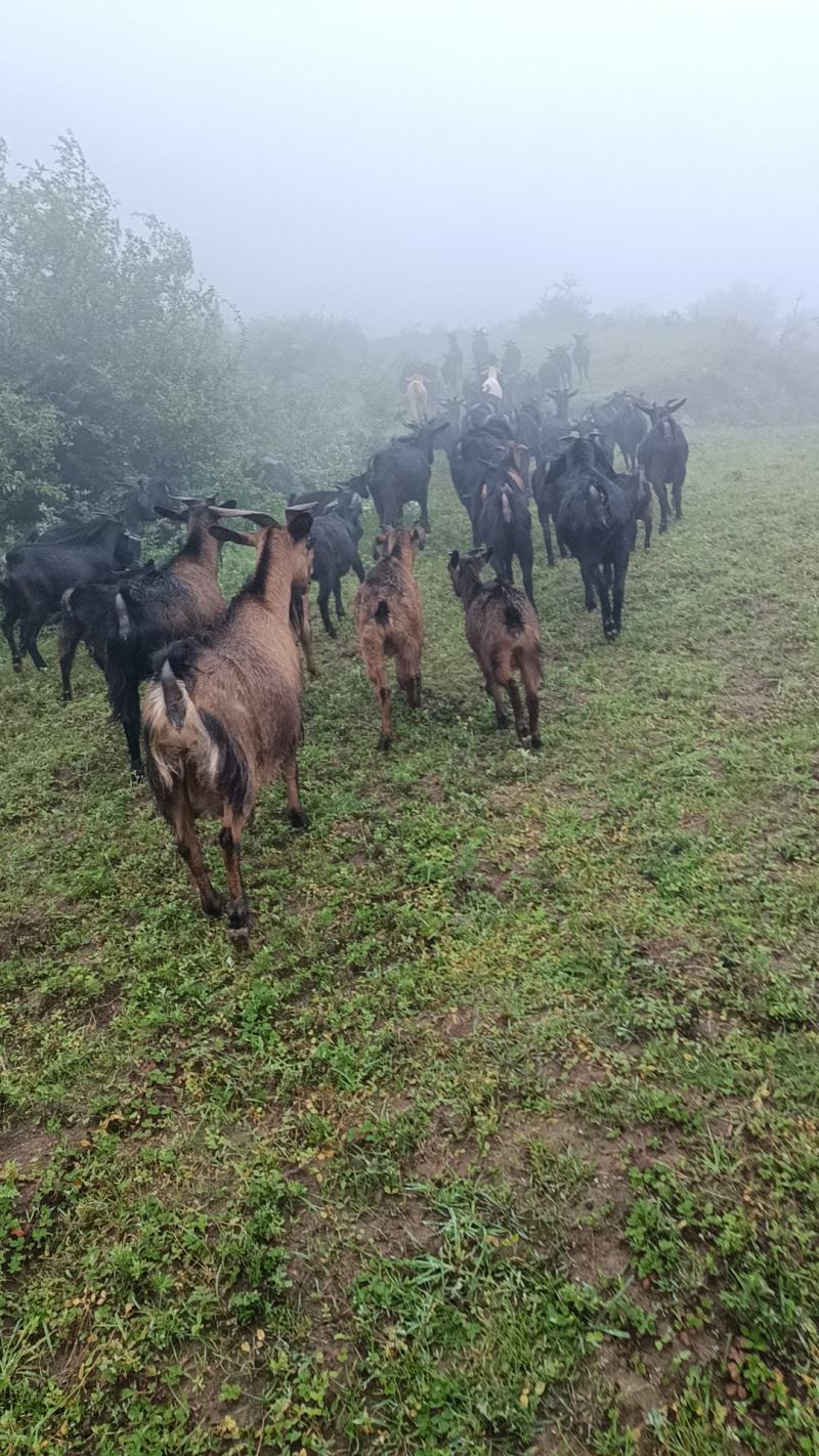 正宗本地黑山羊，高山散羊肉质好，没有油，出肉率高