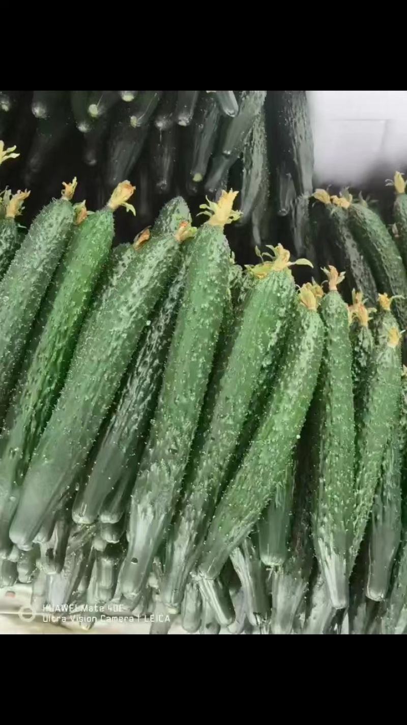 进群，精品西红柿圣女果