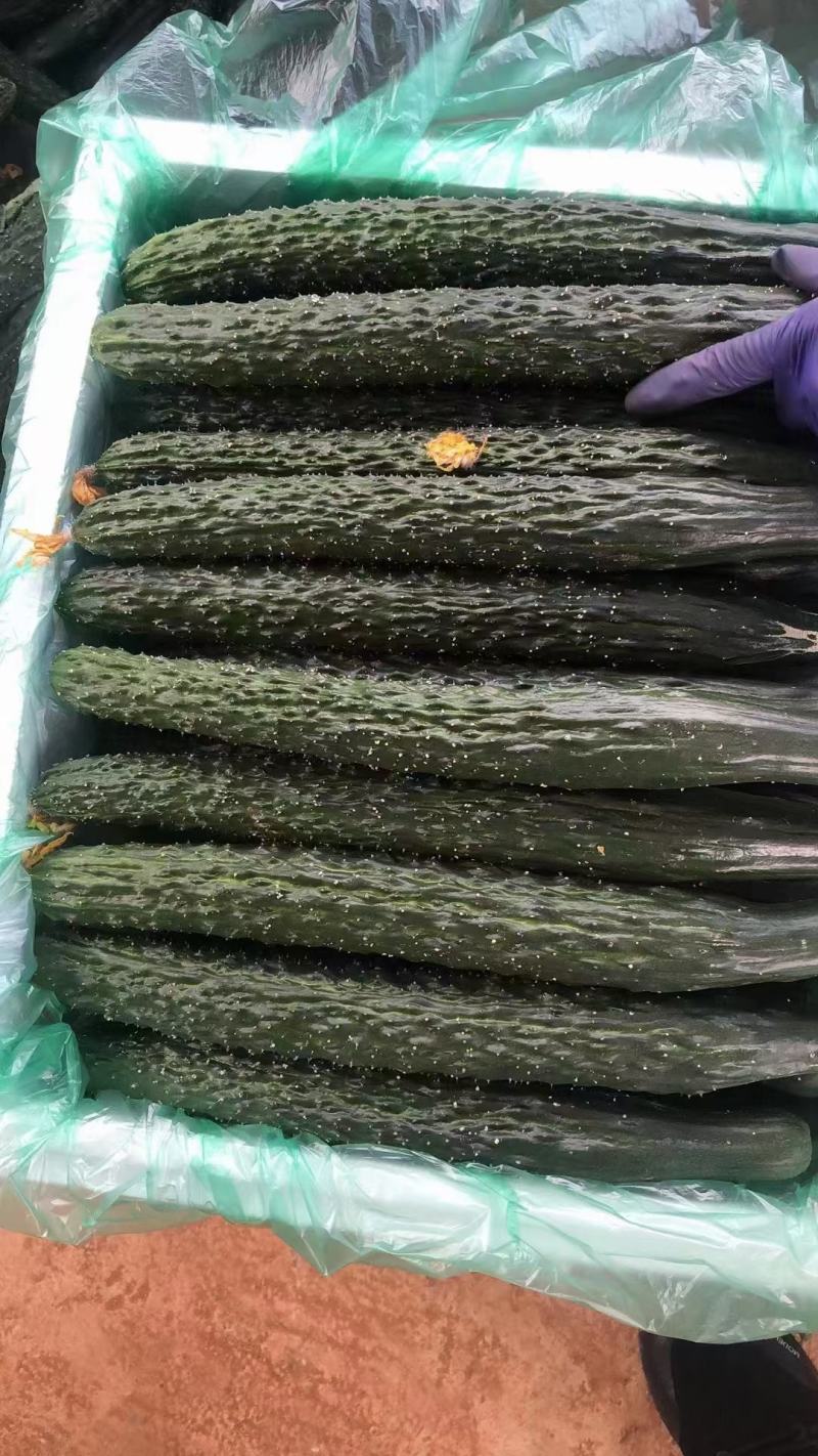进群，精品西红柿圣女果