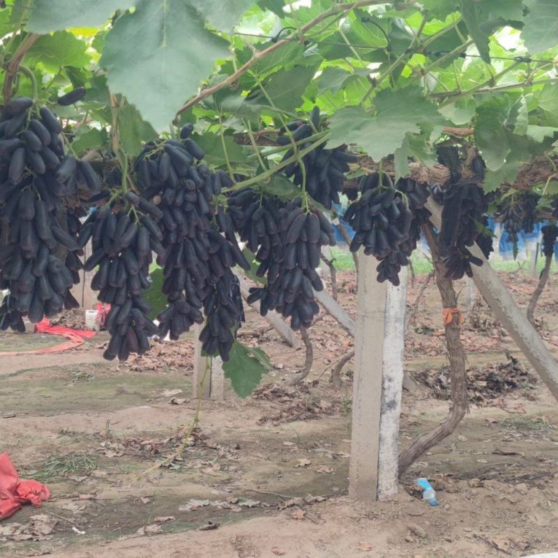 大量有货