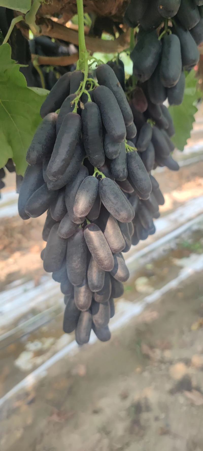 大量有货