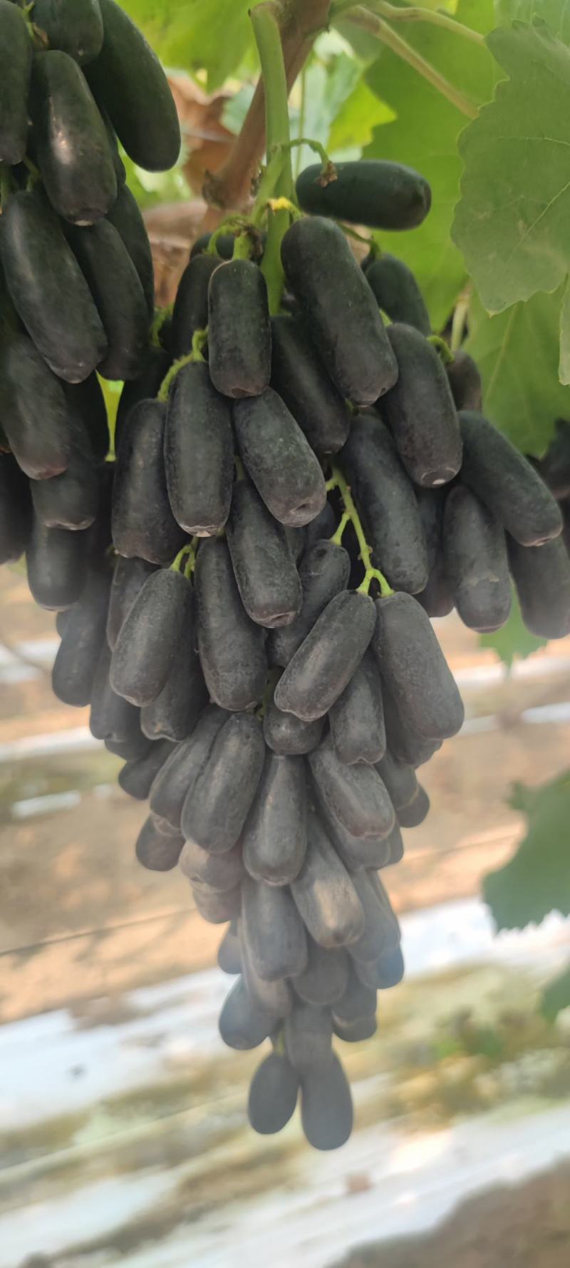 大量有货