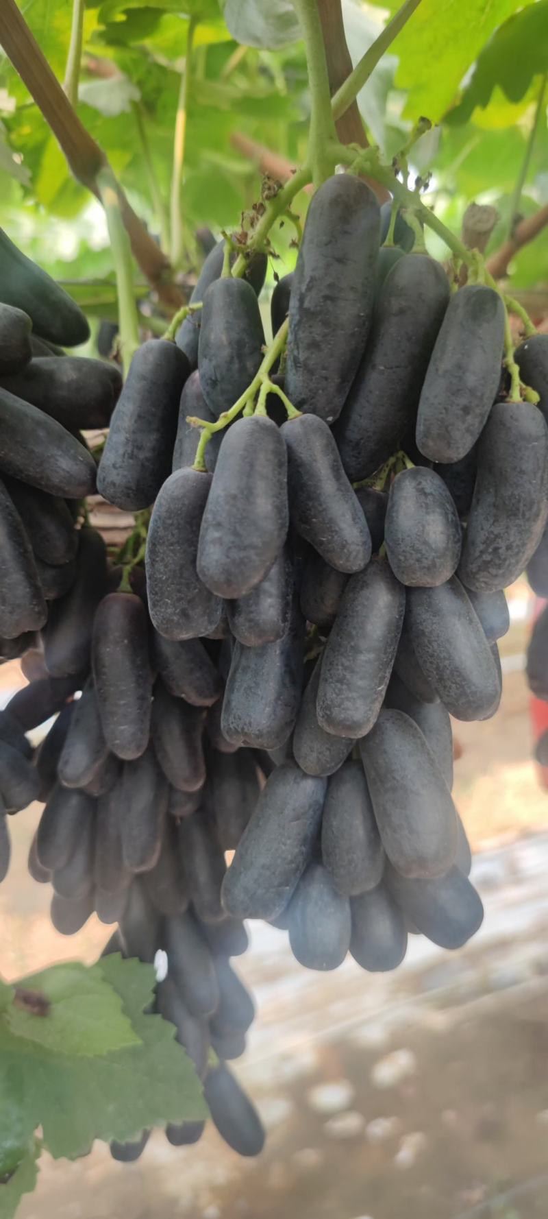 大量有货