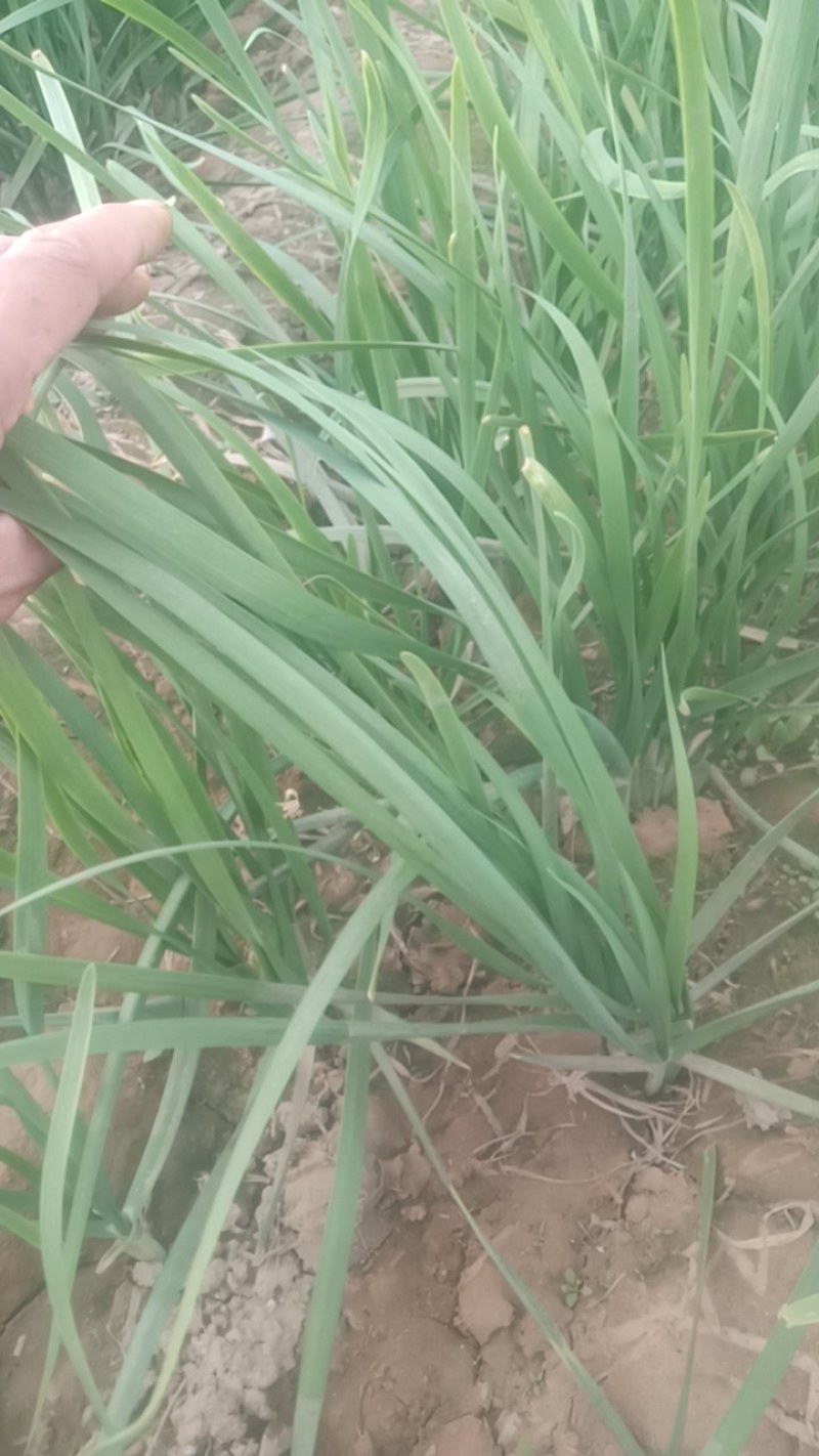 韭菜