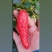 香蕉草莓苗天宝苗