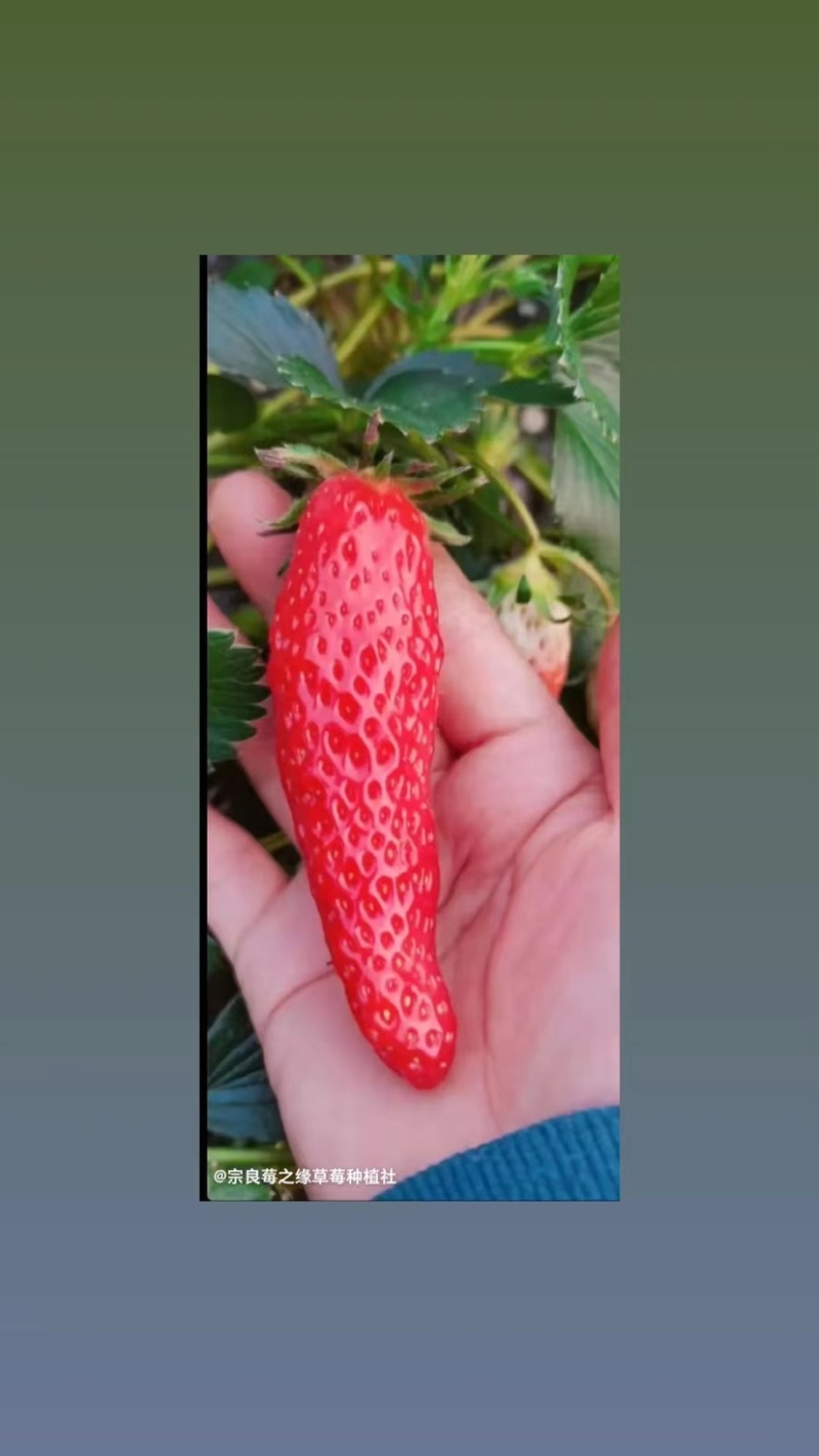 香蕉草莓苗天宝苗
