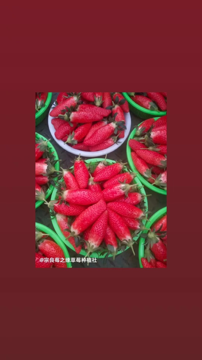 香蕉草莓苗天宝苗
