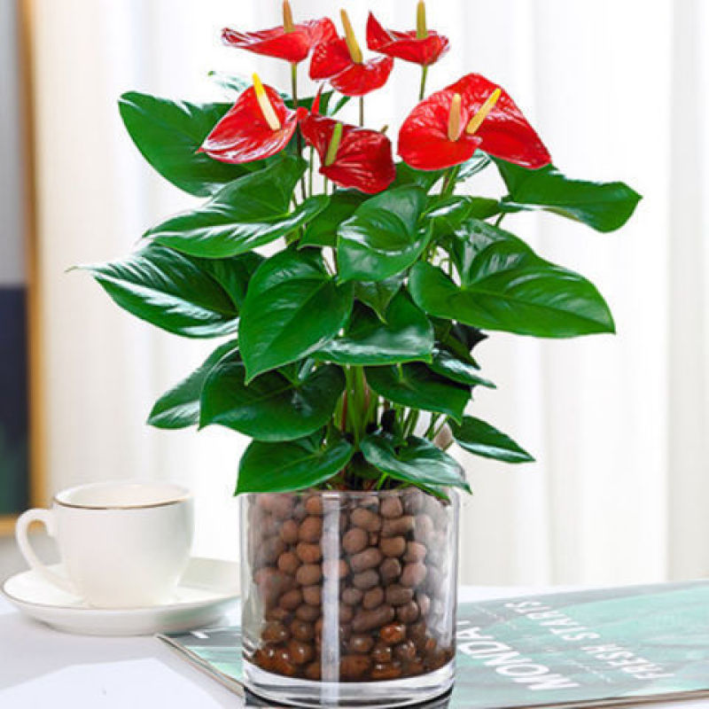 四季开花红掌白掌花卉盆栽易活大盆室内水培水养大叶客厅植物