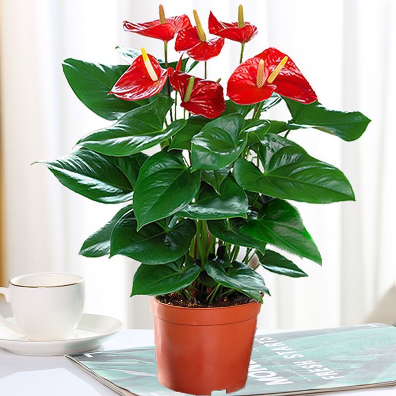四季开花红掌白掌花卉盆栽易活大盆室内水培水养大叶客厅植物