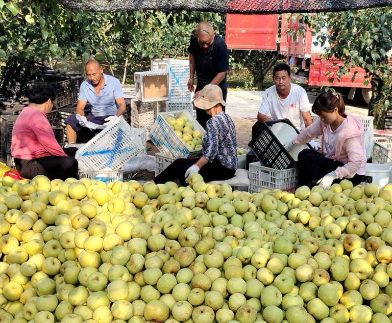 【金顶谢花酥梨】基地现货供应规格齐全现摘现发随到随装