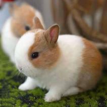 小兔子活体长不大垂耳兔迷你熊猫小型侏儒兔茶杯兔宠物公主小