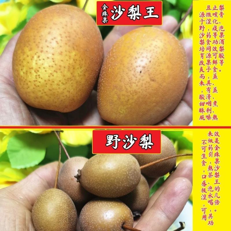 金珠果梨树苗嫁接梨树苗晚熟盆栽地栽沙梨基地可参观