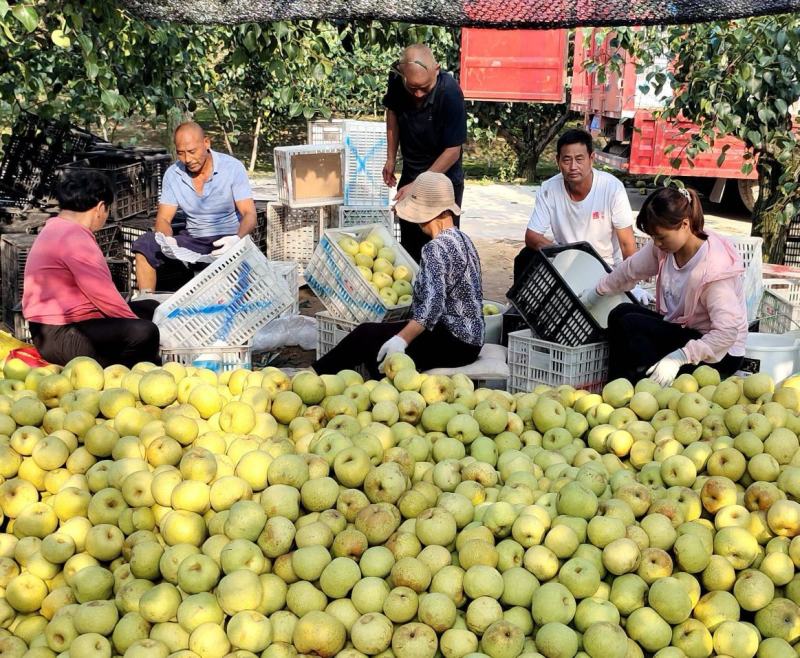 【冷库保存】宁陵酥梨现摘现装按需代收可全国发货
