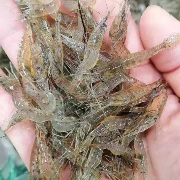 全国包邮微山湖小河虾淡水虾速冻虾大白虾保存河虾包邮