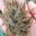 全国包邮微山湖小河虾淡水虾速冻虾大白虾保存河虾包邮