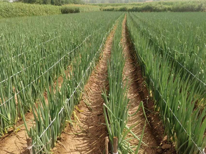 黑龙江大葱采收现场