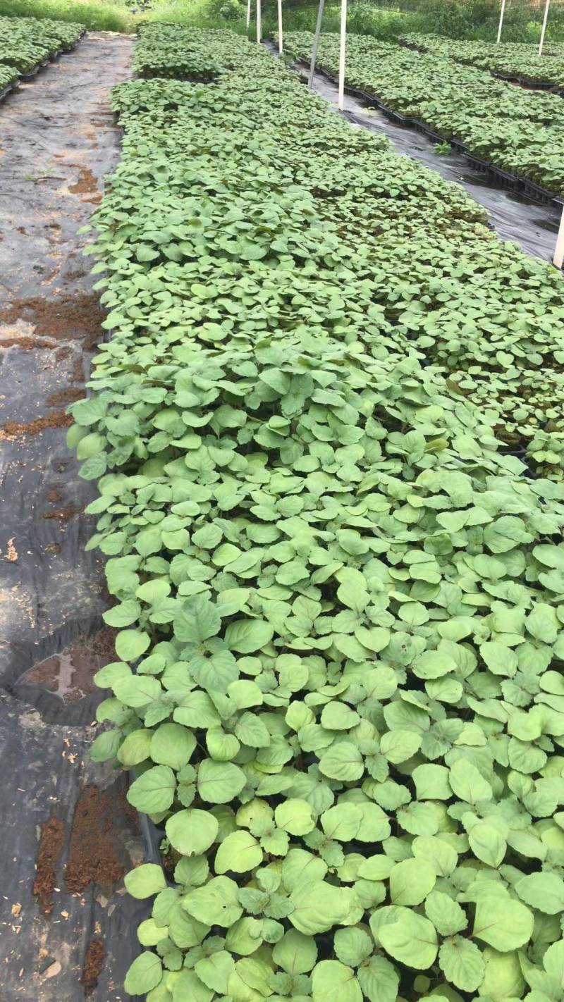 广藿香组培苗