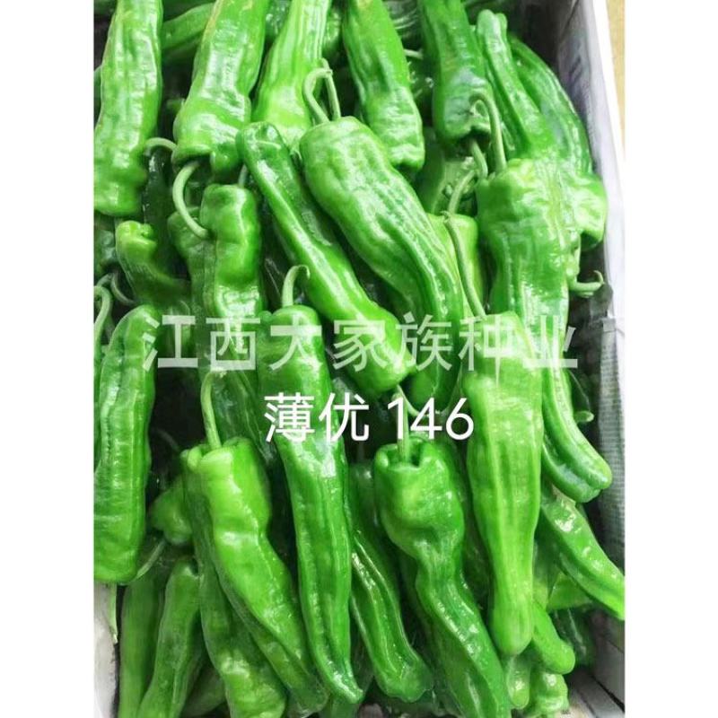 薄优146大果薄皮泡椒种子顺直肉脆香辣长灯笼椒种子原装