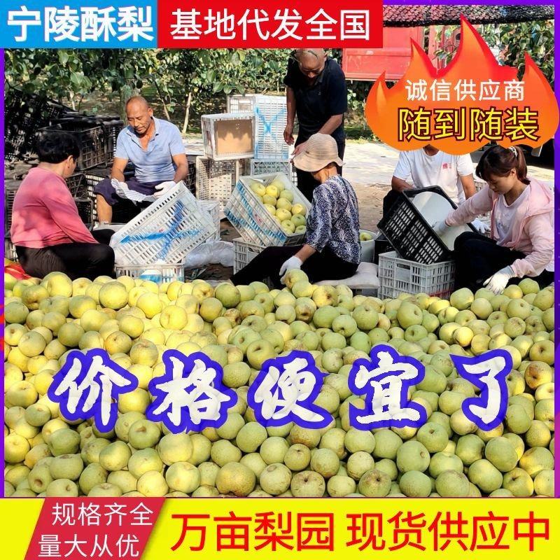 【冷库保存】宁陵酥梨现摘现装按需代收可全国发货