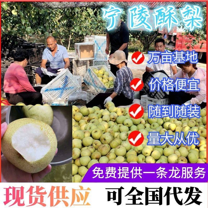 【支持预定】酥梨，万亩梨园直供，随到随装，品质保证