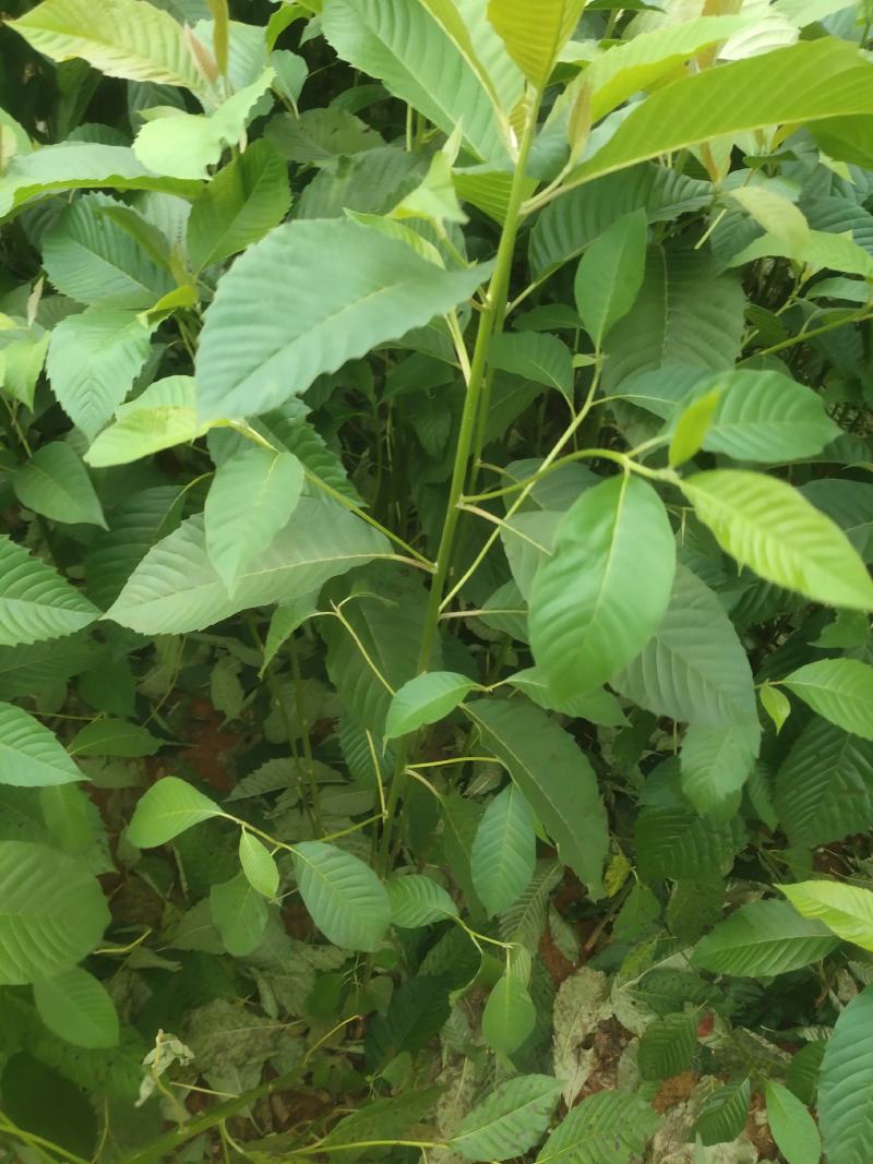 喜树小苗大量供应，规格齐全，基地直发，品质保障