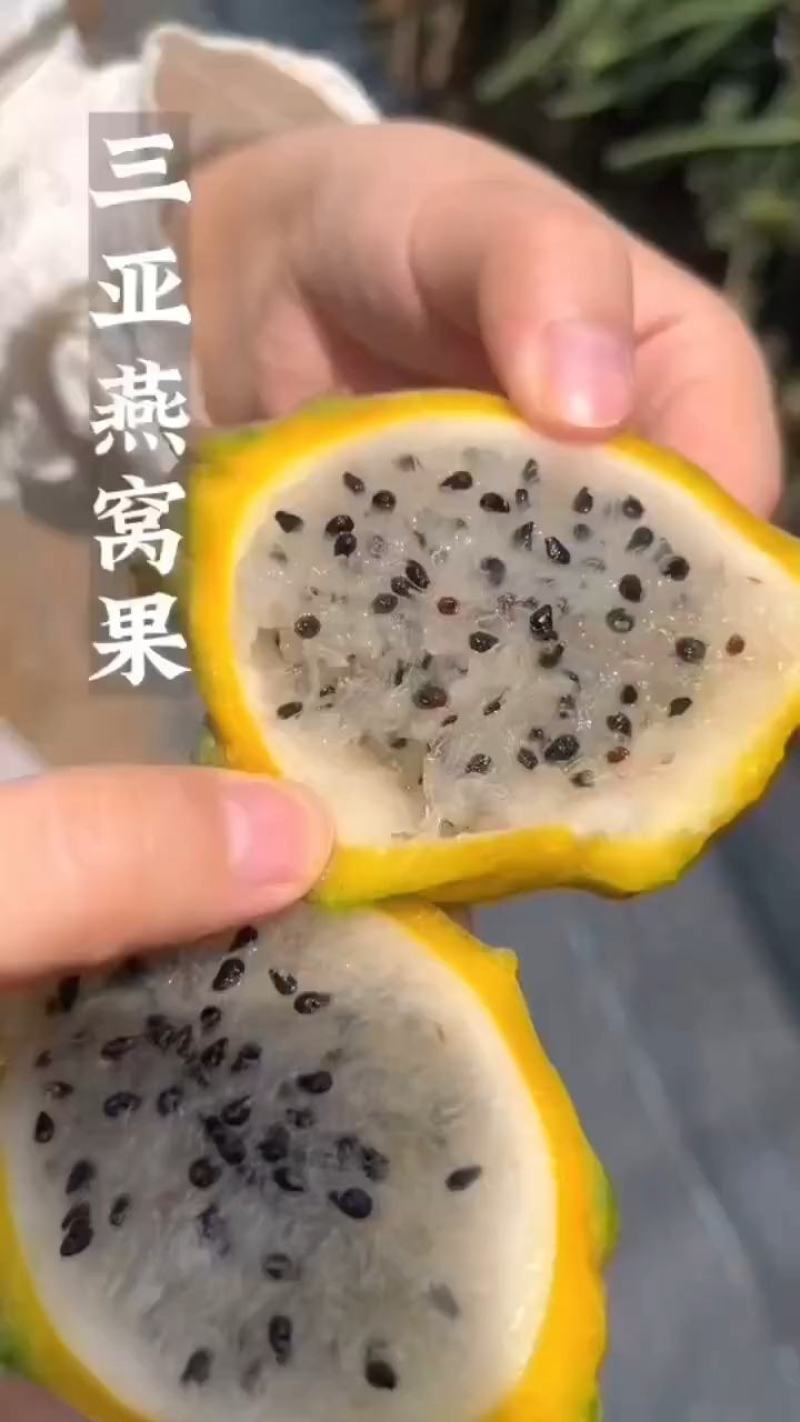 燕窝果全年供应全国到货全国空运物流当天基地供应