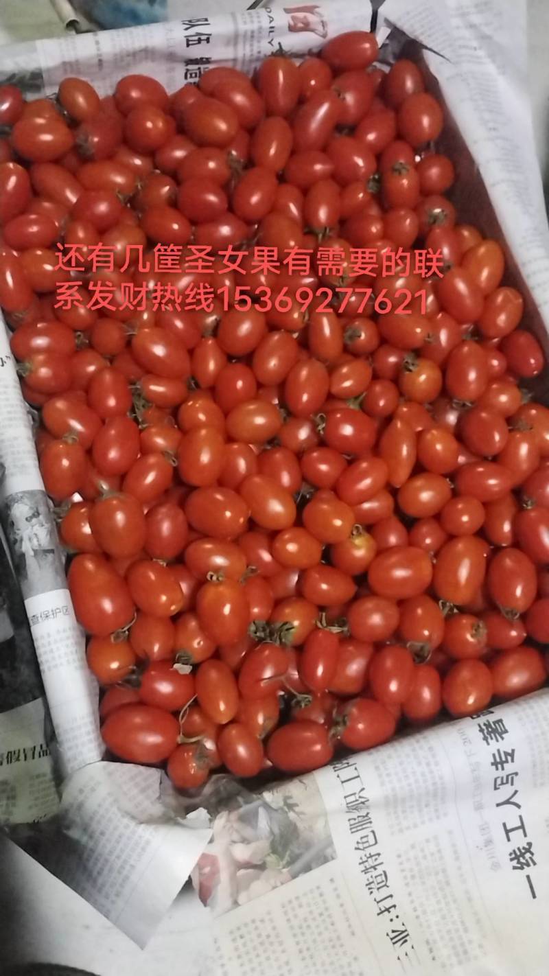 圣女果