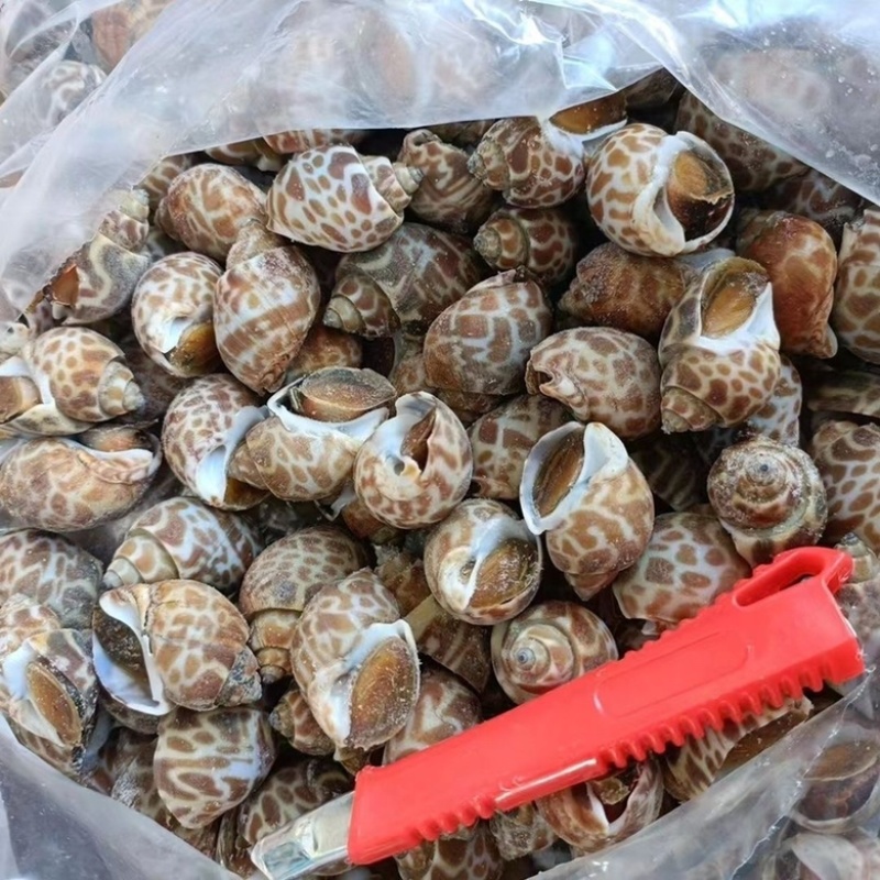 花螺东风螺