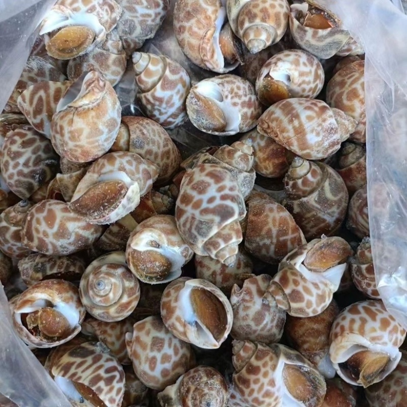 花螺东风螺