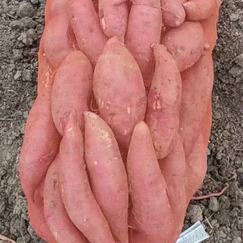 西瓜红大量供应，产地直发可封箱装袋，对接各地电商平台
