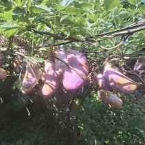 少籽八月瓜果