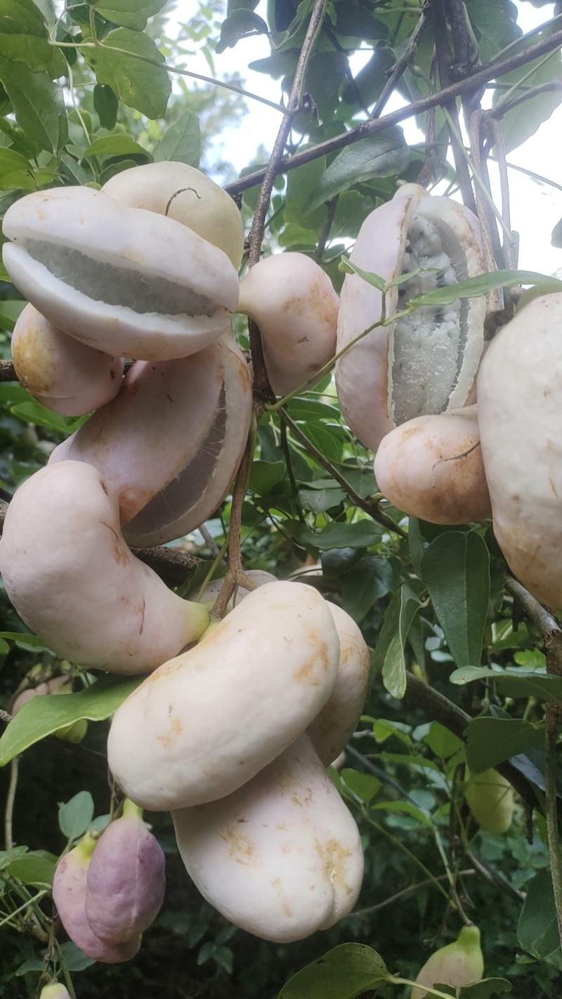 少籽八月瓜果