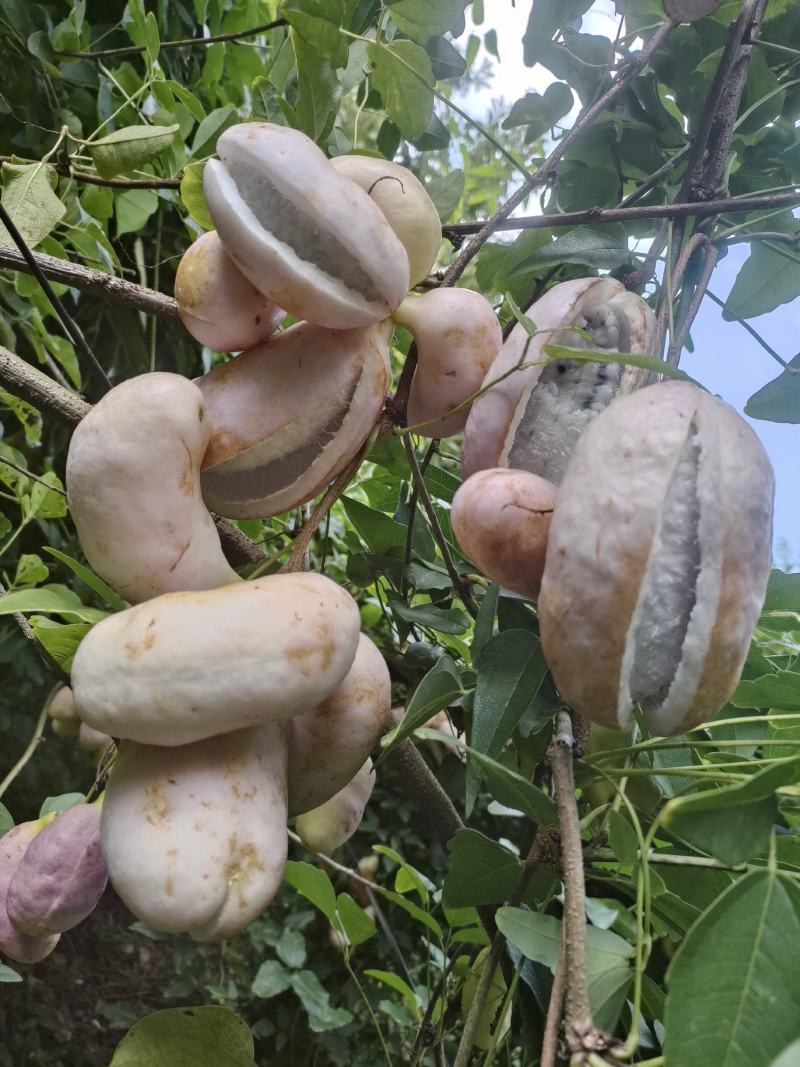少籽八月瓜果