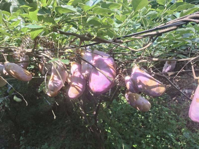 少籽八月瓜果