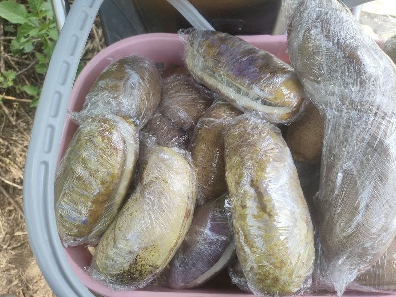 少籽八月瓜果